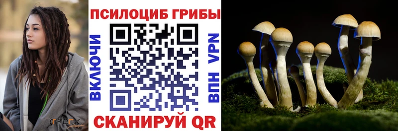 закладка Туймазы Псилоцибиновые грибы Cubensis